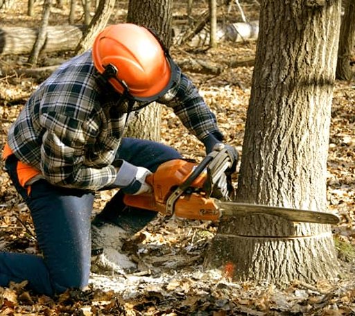 Tree Removal in Ennis, TX